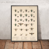 Insecta Hymenoptera, Plate 20 by Frederick DuCane Godman, 1879
