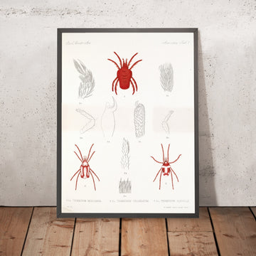 A framed image of 