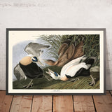 Eiderente von John James Audubon, 1827 