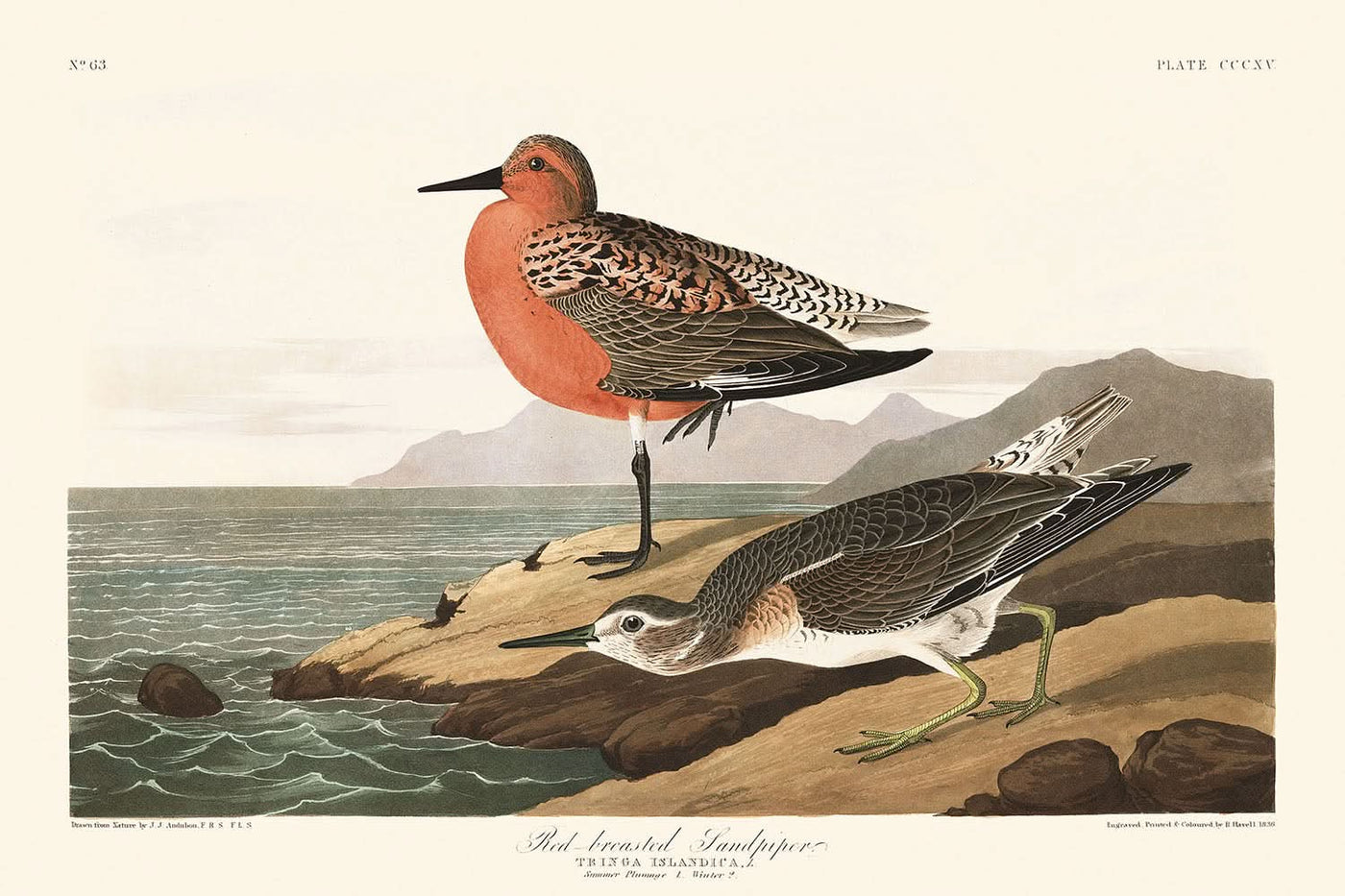 El zarapito pechirrojo, de John James Audubon, 1827