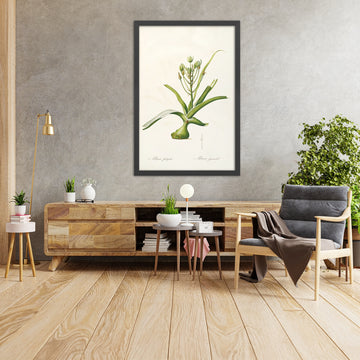 A framed image of Albuca fastigiata and Albuca pyramidalis (Plate 53) by Pierre Joseph Redouté, 1805