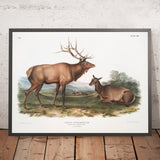 American Elk (Cervus canadensis) by John Woodhouse Audubon, 1845