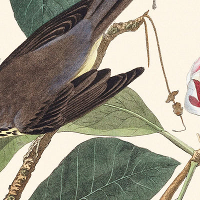 Paruline du Canada par John James Audubon, 1827