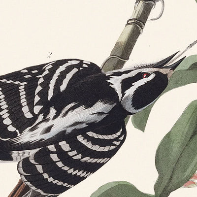 Pájaro carpintero velloso, de John James Audubon, 1827