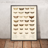 Moths (Lepidoptera-Heterocera, Plate 38) by Frederick DuCane Godman, 1879