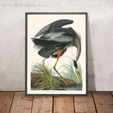 Grande Airone Blu di John James Audubon, 1827 