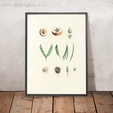 A framed image of Botanical Specimens (Plate 62) by Pierre Joseph Redouté, 1805