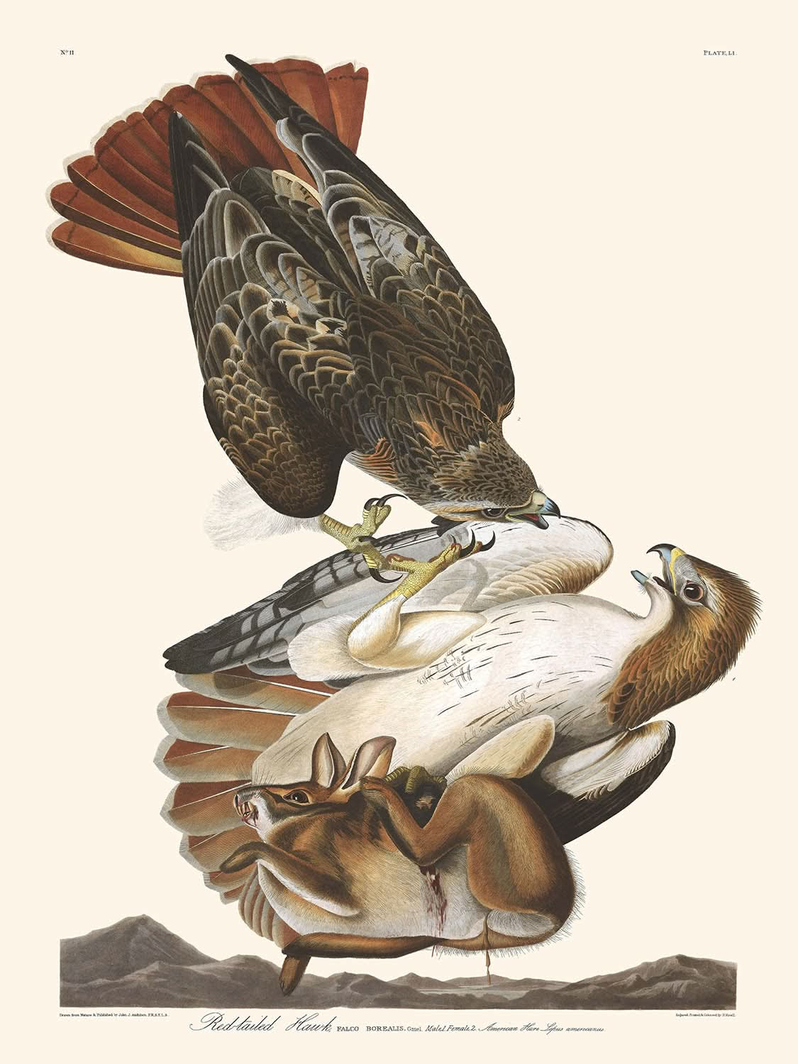 Buse à queue rousse par John James Audubon 1827