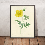 Welsh Poppy (Papaver cambricum, Plate 60) by Pierre Joseph Redouté, 1827