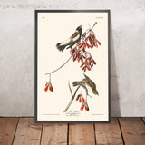 Pájaro de arroz de John James Audubon, 1827 