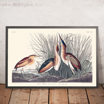 Petit Blongios par John James Audubon, 1827