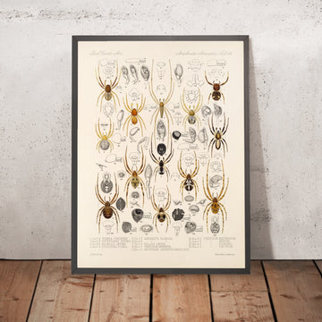 A framed image of 