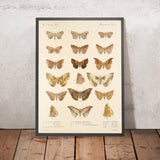 Moths (Lepidoptera: Heterocera, Plate 42) by Frederick DuCane Godman, 1879