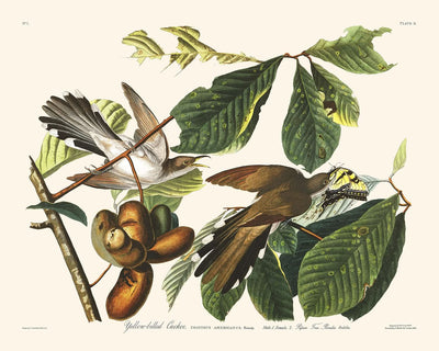 Yellow-billed Cuckoo by John James Audubon, 1827