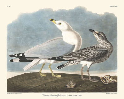 Gaviota americana común, de John James Audubon, 1827