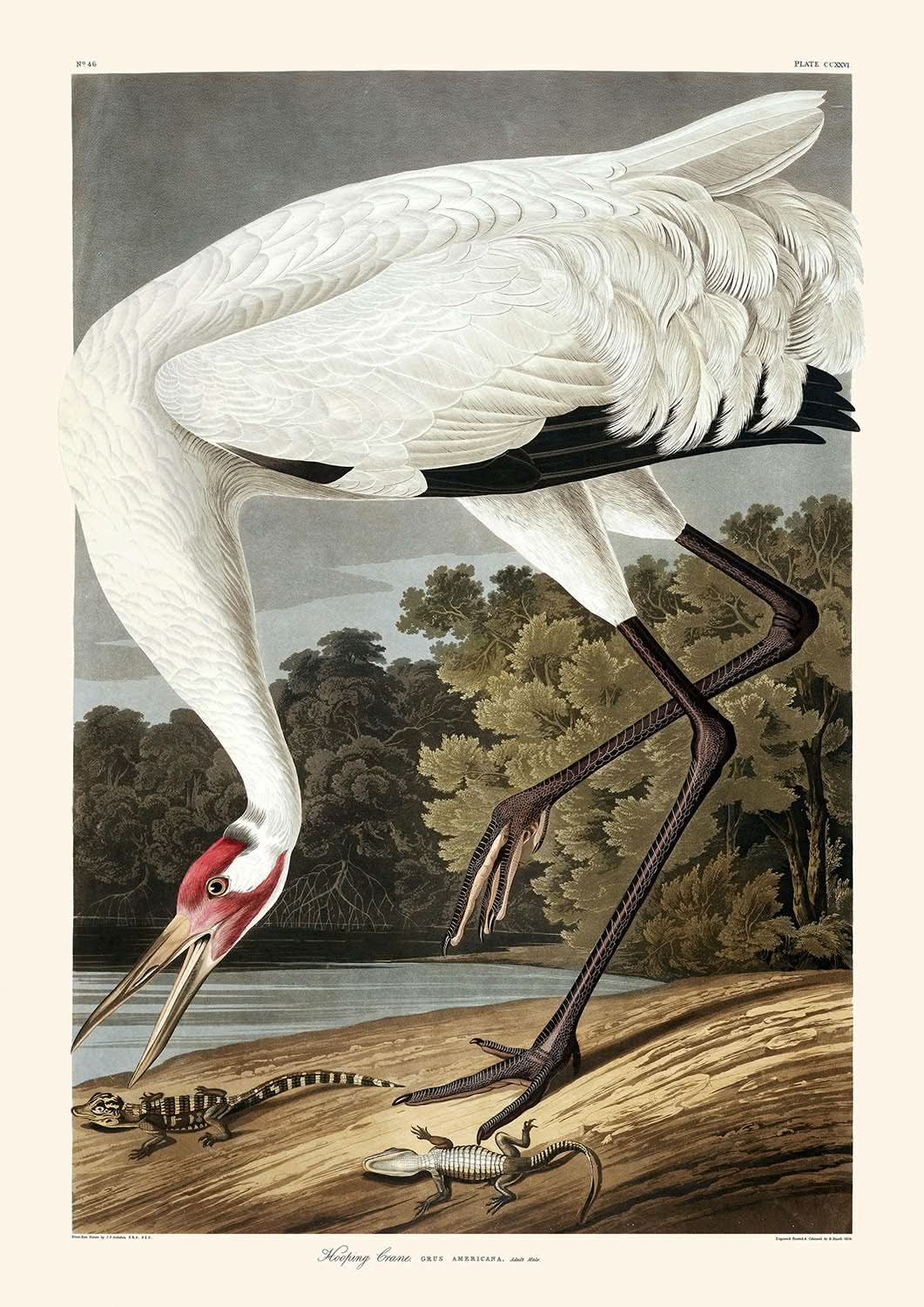 Grulla arqueada, de John James Audubon, 1827