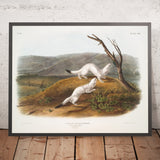 Little Nimble Weasel (Putorius agilis) by John Woodhouse Audubon, 1845