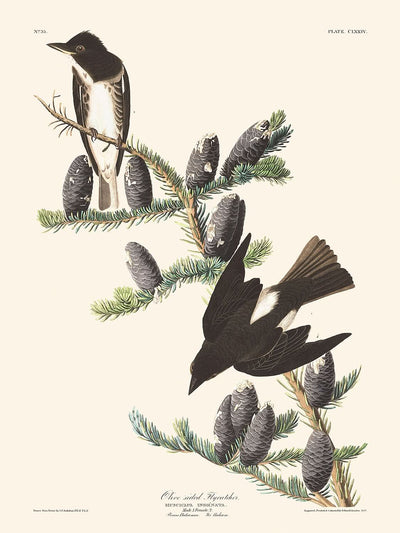 Papamoscas de flancos oliváceos, de John James Audubon, 1827