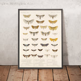 Insecta Lepidoptera-Heterocera (Plate 61) by Frederick DuCane Godman, 1879