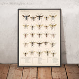 Insecta Hymenoptera Plate 07 by Frederick DuCane Godman, 1879