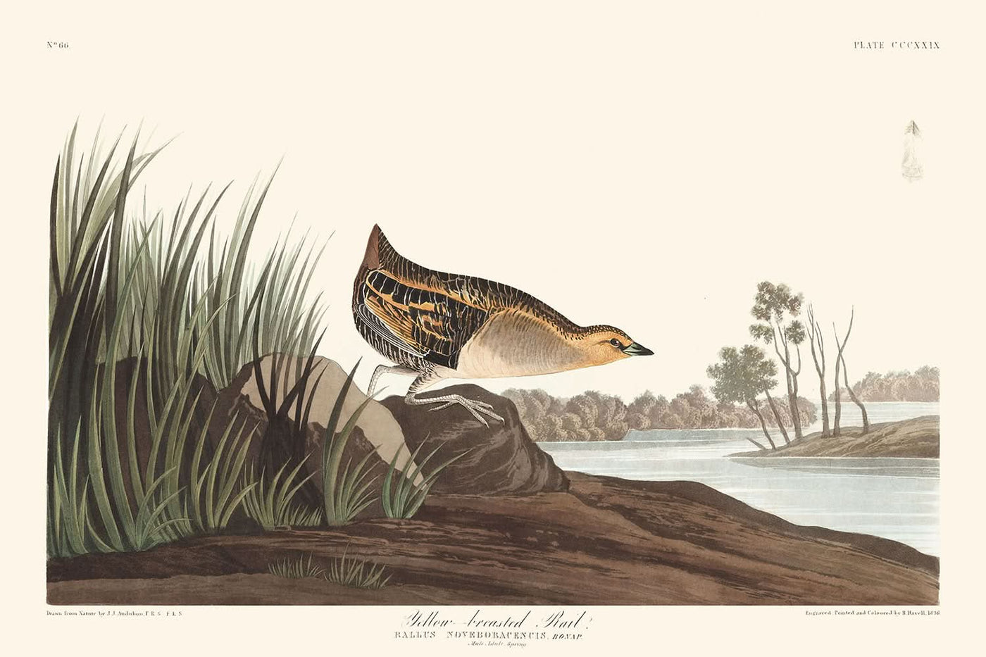 Rascón pechiamarillo, de John James Audubon, 1827