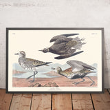 Plover dorato di John James Audubon, 1827 