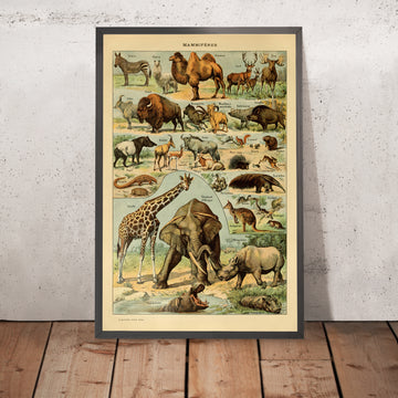 A framed image of Mammals (1) by Adolphe Millot, 1890