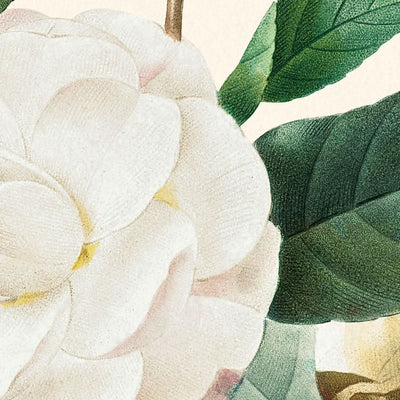 Camelia blanca de Pierre-Joseph Redouté, 1827