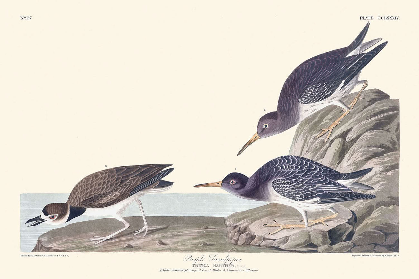 Zarapito morado, de John James Audubon, 1827