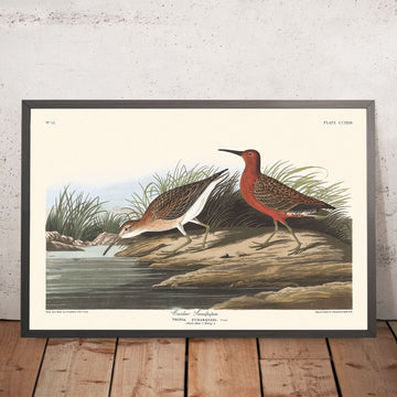 Curlew pigmeo di John James Audubon, 1827 