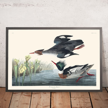 Rotbrustsäger von John James Audubon, 1827 