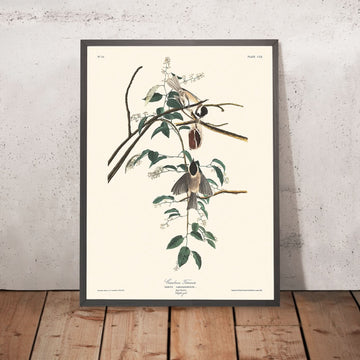 Cincia di Carolina di John James Audubon, 1827 