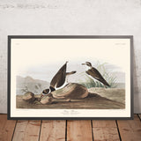 Pluvier à collier par John James Audubon 1827 