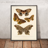 Moths (Lepidoptera-Heterocera, Plate 18) by Frederick DuCane Godman, 1879