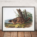 Yellow-bellied Marmot (Arctomys flaviventer) by John Woodhouse Audubon, 1845