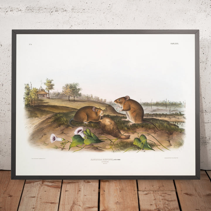 John Woodhouse Audubon、「WOOD RAT」 John Woodhouse Audubon