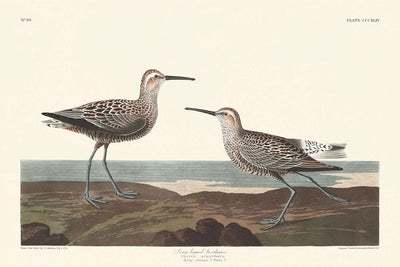 El zarapito patilargo, de John James Audubon, 1827