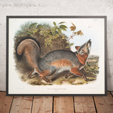 Grey Fox (Canis (Vulpes) Virginianus) by John Woodhouse Audubon, 1845
