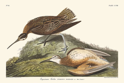 Esquimaux Curlew by John James Audubon, 1827