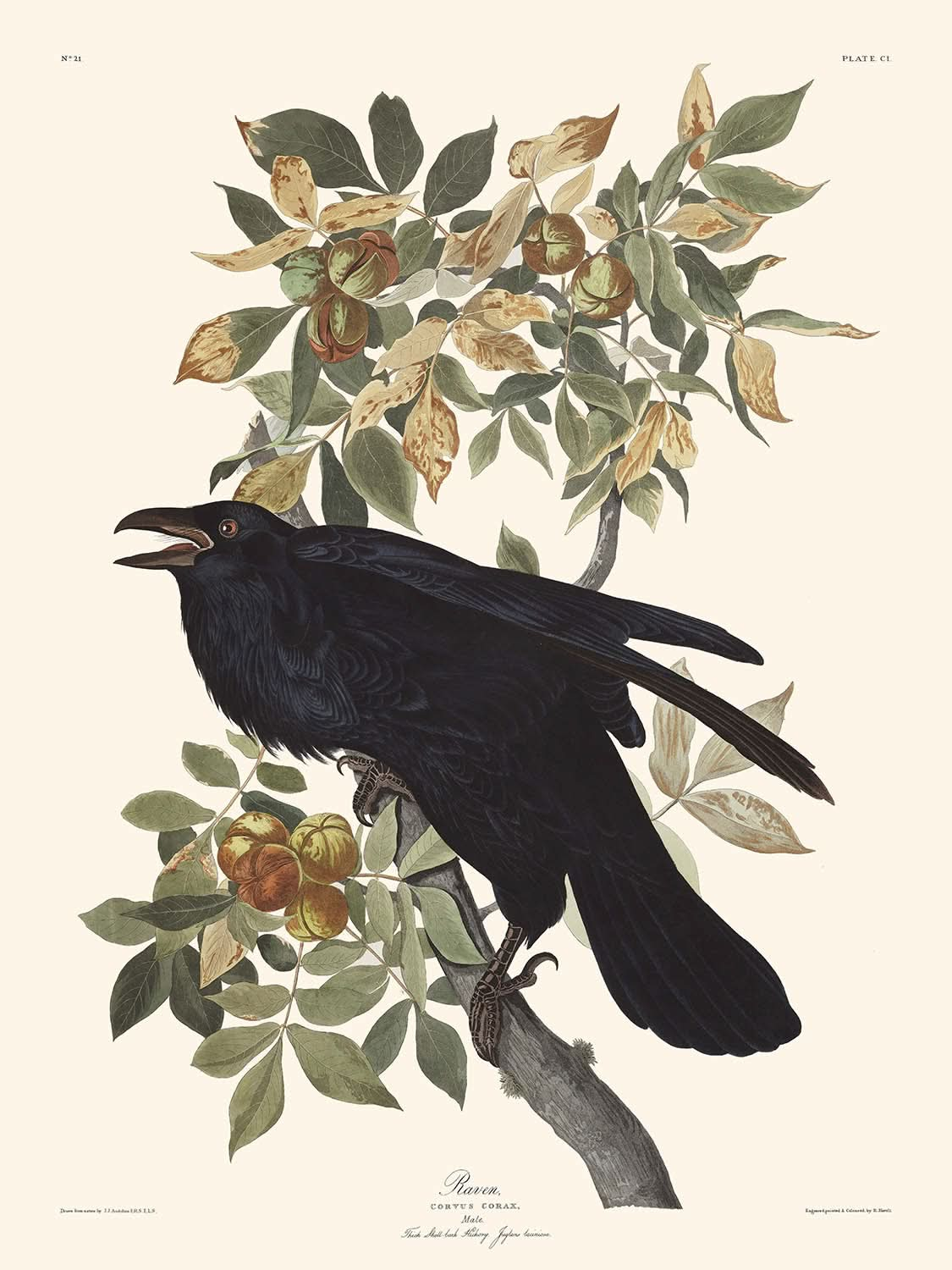 Corbeau de John James Audubon, 1827