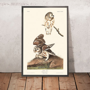 Gufo comune di John James Audubon, 1827 