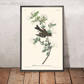 Pewee di legno di John James Audubon, 1827 