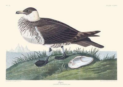 Jager von John James Audubon, 1827