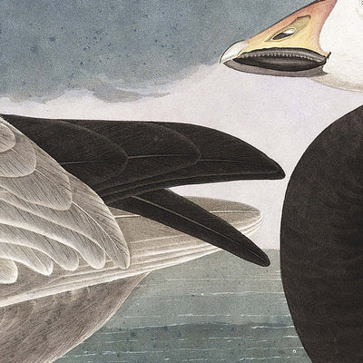 Snow Goose by John James Audubon, 1827