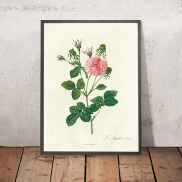 A framed image of Gallic Rose (Rosa gallica Agatha Incarnata) by Pierre Joseph Redouté, 1817
