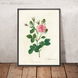 Gallic Rose (Rosa gallica Agatha Incarnata) by Pierre Joseph Redouté, 1817