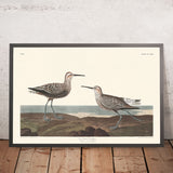 Long-legged Sandpiper by John James Audubon, 1827