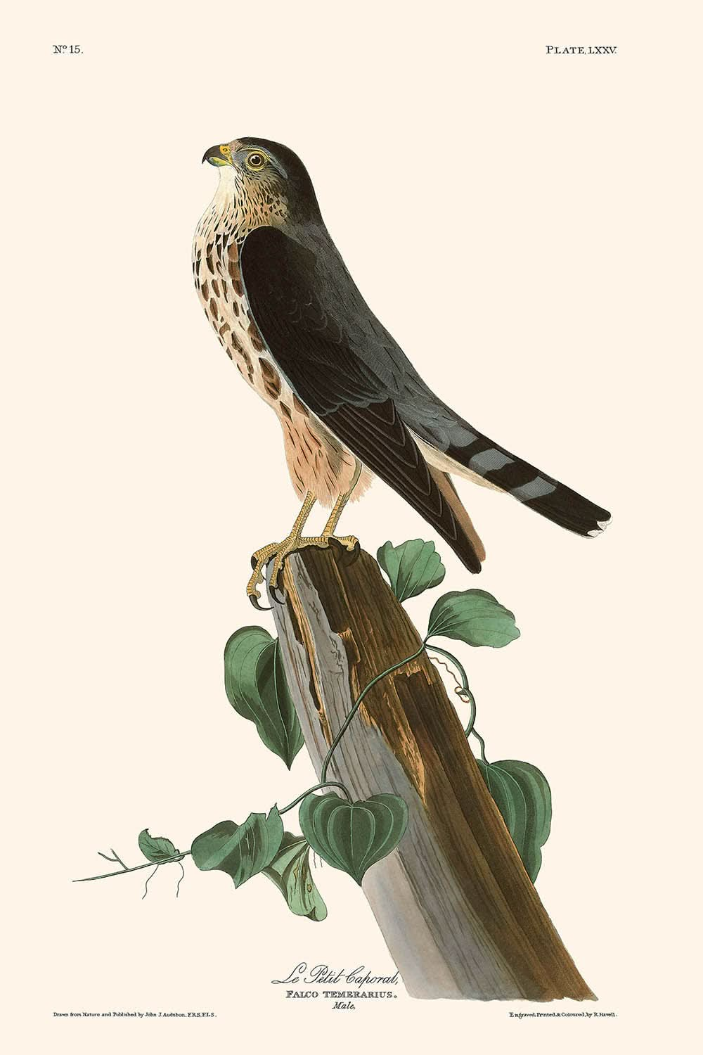 Le Petit Caporal de John James Audubon, 1827