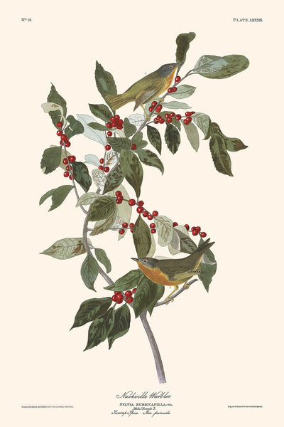 Nashville Warbler von John James Audubon, 1827 