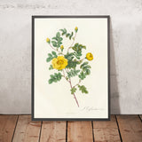 Rosa Eglanteria Luteola by Pierre Joseph Redouté, 1817